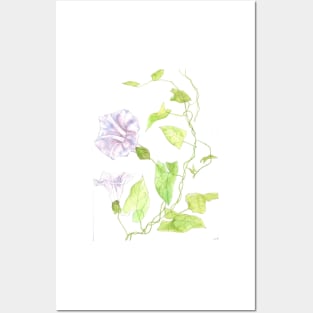 Pale pink Morning Glory Posters and Art